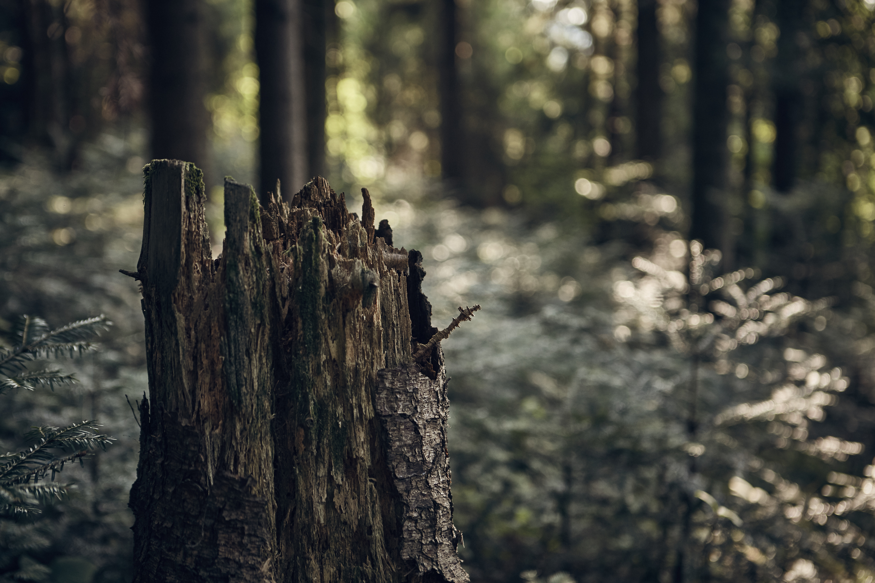 电子餐牌可以保护树木